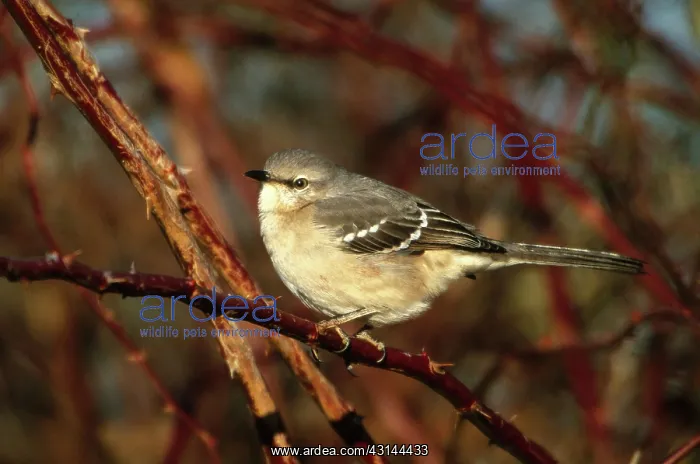 : Northern Mockingbird (Mimus polyglottos) : Northern Mockingbird (Mimus polyglottos)