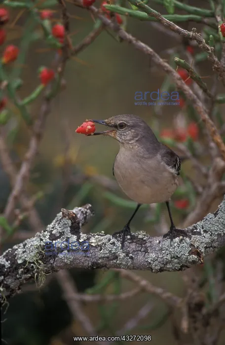 : Northern Mockingbird ((Mimus polyglottos) - Texas : Northern Mockingbird ((Mimus polyglottos) - Texas