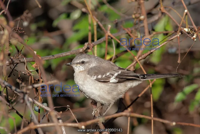 : Northern Mockingbird - perched in typical brushy habitat - N : Northern Mockingbird - perched in typical brushy habitat - N