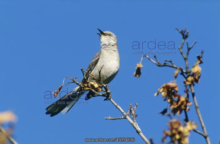: Northern Mockingbird singing : Northern Mockingbird singing