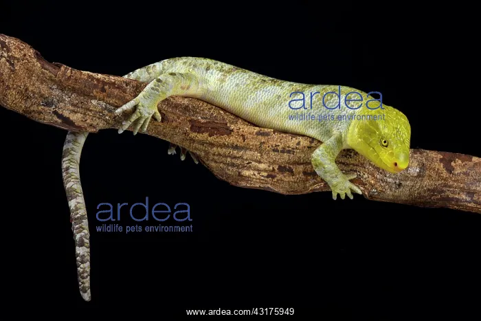 : Northern monkey-tailed skink (Corucia zebrata alfredschmidti : Northern monkey-tailed skink (Corucia zebrata alfredschmidti
