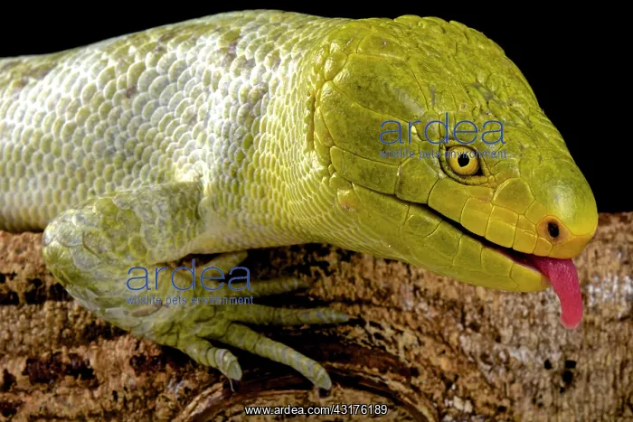 : Northern monkey-tailed skink (Corucia zebrata alfredschmidti : Northern monkey-tailed skink (Corucia zebrata alfredschmidti