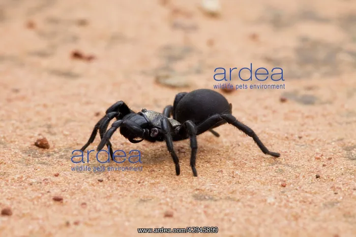: Northern Mouse Spider : Northern Mouse Spider