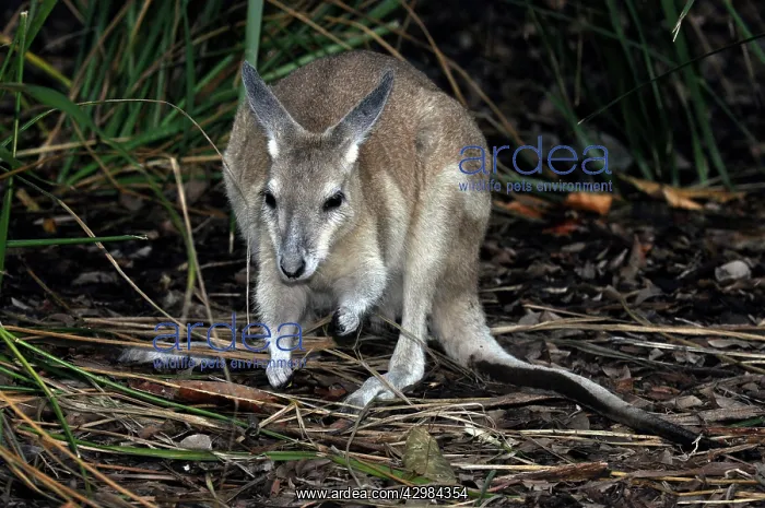 : Northern Nail-tailed Wallaby : Northern Nail-tailed Wallaby