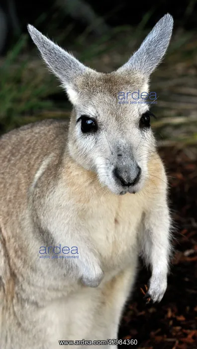 : Northern Nail-tailed Wallaby : Northern Nail-tailed Wallaby
