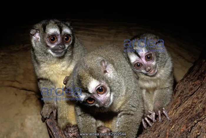 : Northern Night Monkey / Douroucouli / Owl Monkey : Northern Night Monkey / Douroucouli / Owl Monkey