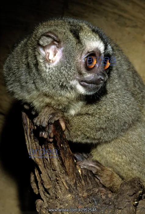 : Northern Night Monkey / Douroucouli / Owl Monkey : Northern Night Monkey / Douroucouli / Owl Monkey