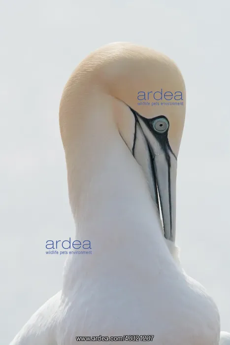 : Northern northern gannet (Morus bassanus), plumage : Northern northern gannet (Morus bassanus), plumage