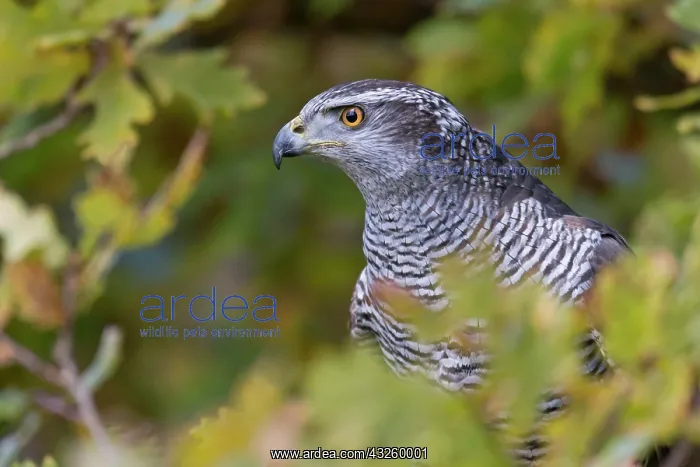 : Northern northern goshawk (Accipiter gentilis) : Northern northern goshawk (Accipiter gentilis)