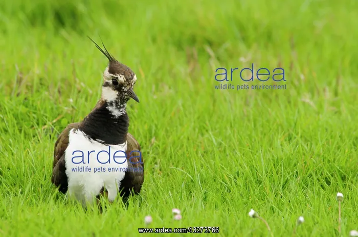 : Northern northern lapwing (Vanellus vanellus), adult : Northern northern lapwing (Vanellus vanellus), adult