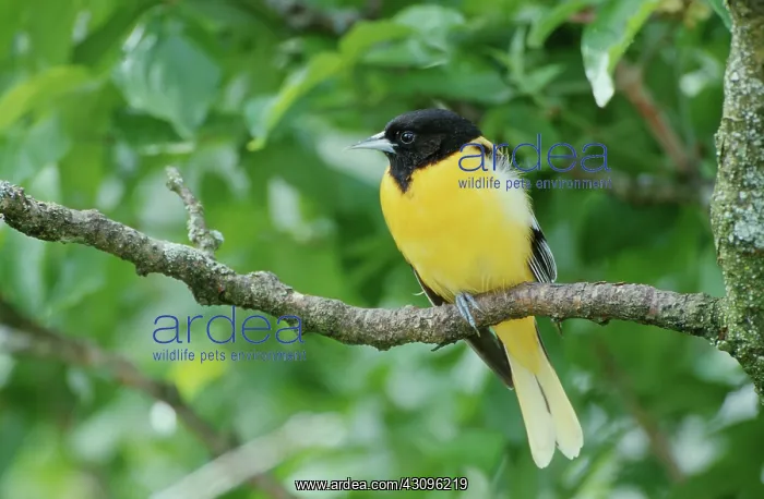 : Northern Oriole : Northern Oriole