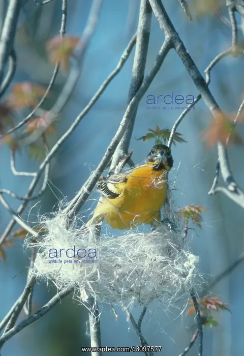 : Northern Oriole : Northern Oriole