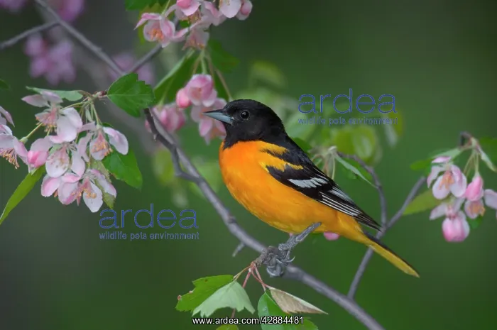 : Northern Oriole - Male, in Apple tree : Northern Oriole - Male, in Apple tree