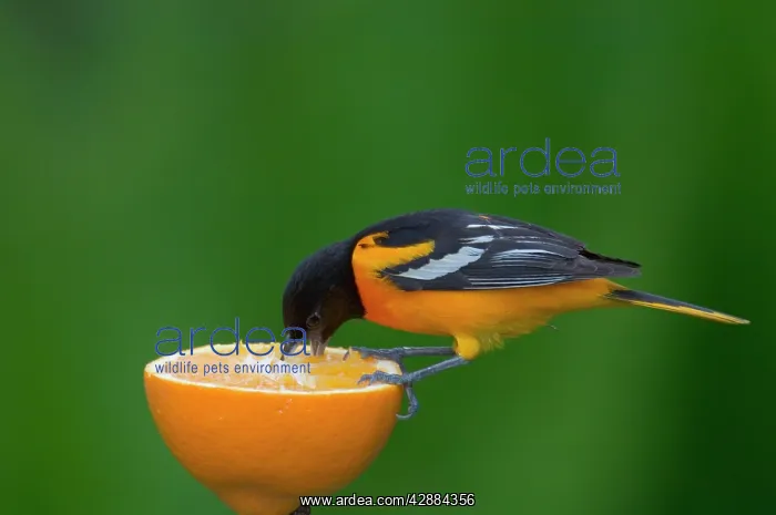: Northern Oriole - Male feeding on half an orange : Northern Oriole - Male feeding on half an orange