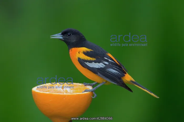 : Northern Oriole - Male feeding on half an orange : Northern Oriole - Male feeding on half an orange