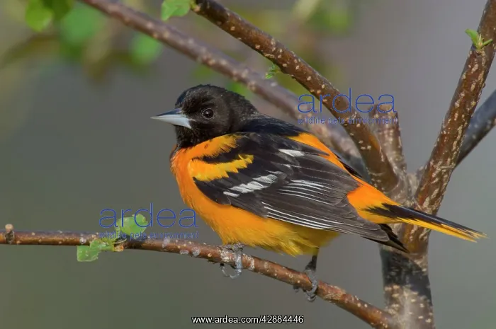 : Northern Oriole - Male, May : Northern Oriole - Male, May