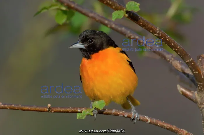 : Northern Oriole - Male, May : Northern Oriole - Male, May