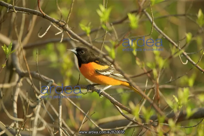 : Northern Oriole - Perched on branch : Northern Oriole - Perched on branch
