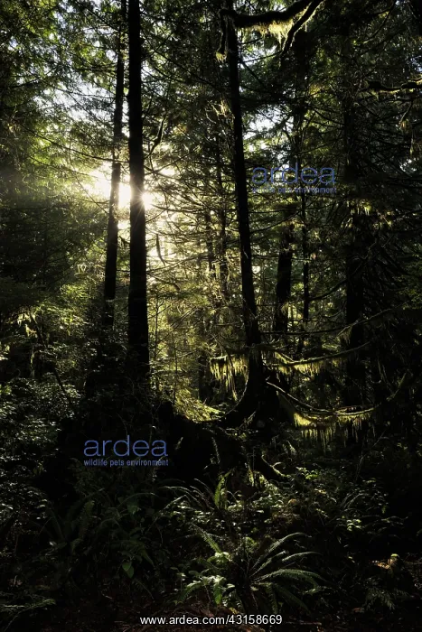 : Northern pacific rainforest in late evening light : Northern pacific rainforest in late evening light