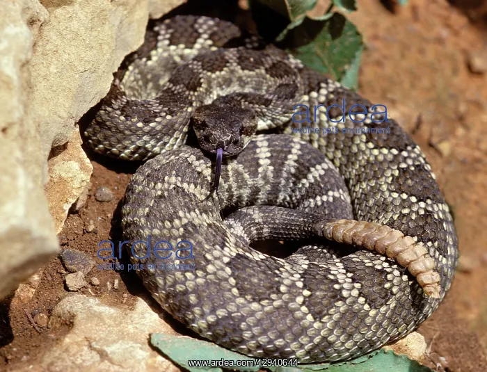 : Northern Pacific Rattlesnake : Northern Pacific Rattlesnake