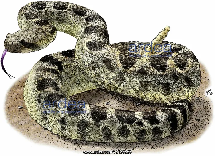 : Northern Pacific Rattlesnake : Northern Pacific Rattlesnake
