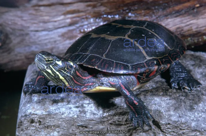: Northern Painted Turtle : Northern Painted Turtle