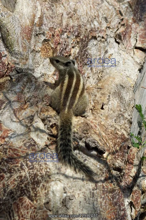 : Northern Palm / Five-striped Palm SQUIRREL : Northern Palm / Five-striped Palm SQUIRREL