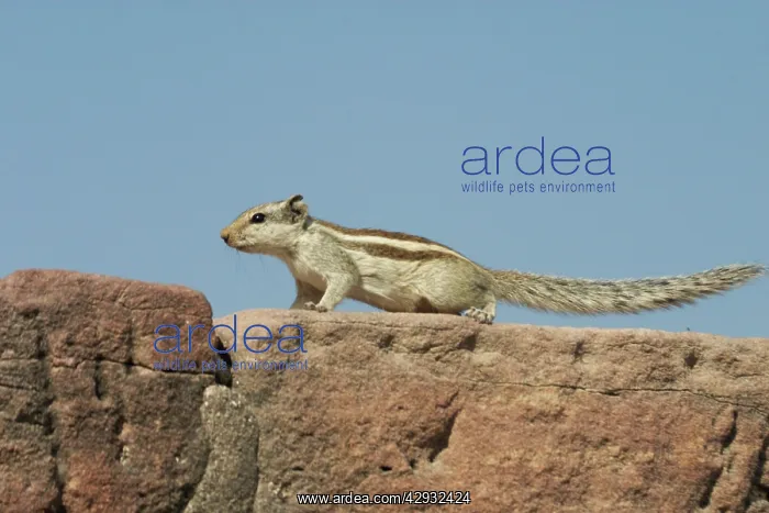 : Northern Palm / Five-striped Palm SQUIRREL : Northern Palm / Five-striped Palm SQUIRREL