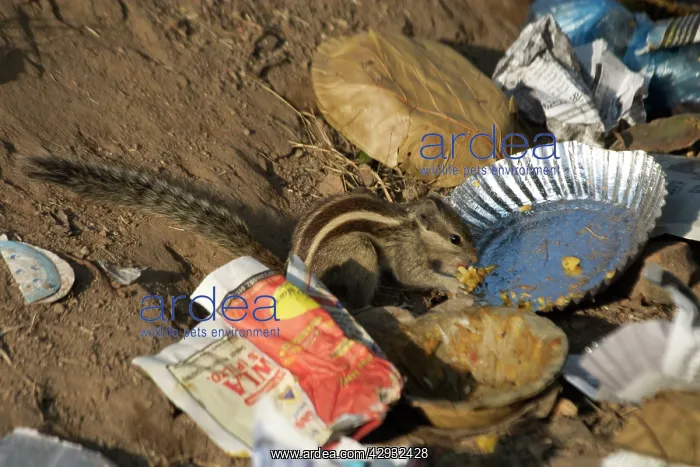: Northern Palm / Five-striped Palm Squirrel - This : Northern Palm / Five-striped Palm Squirrel - This