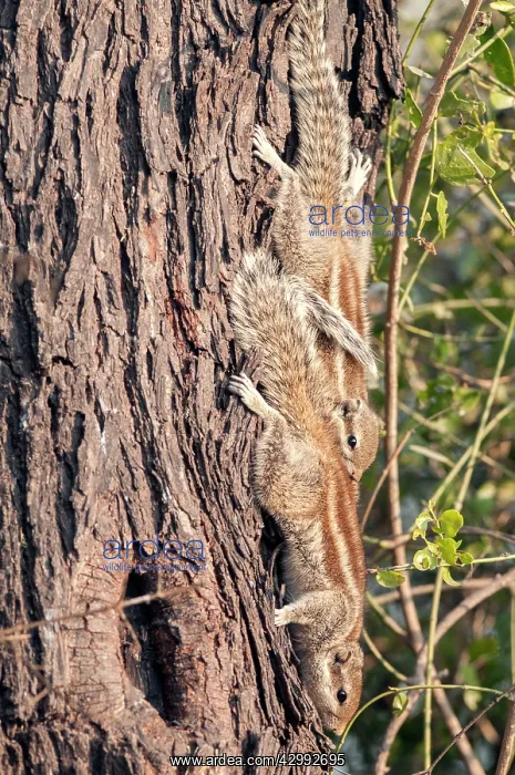 : Northern palm squirrel - pair sunbathing on tree trunk : Northern palm squirrel - pair sunbathing on tree trunk