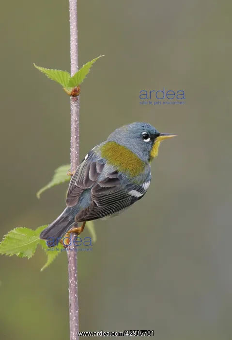  : Northern Parula