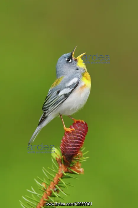  : Northern Parula