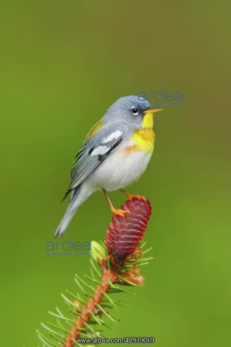  : Northern Parula