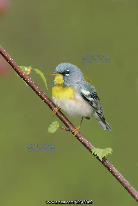  : Northern Parula