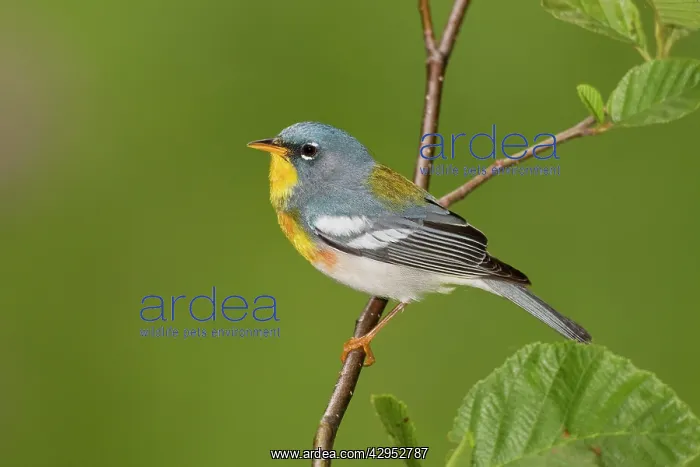 : Northern Parula - adult male on breeding territory : Northern Parula - adult male on breeding territory