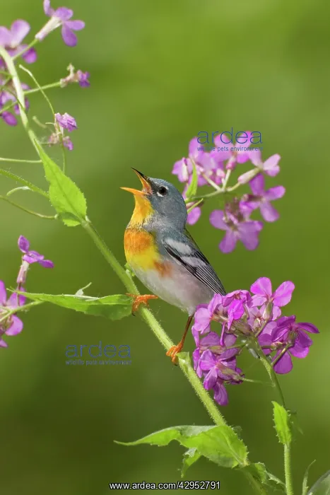 : Northern Parula - adult male singing - on breeding territory : Northern Parula - adult male singing - on breeding territory