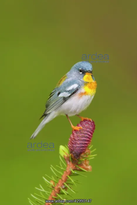 : Northern Parula - adult male in spruce tree near nesting are : Northern Parula - adult male in spruce tree near nesting are