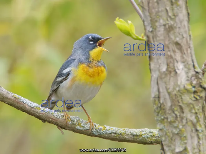 : Northern Parula - male singing Setophaga americana : Northern Parula - male singing Setophaga americana