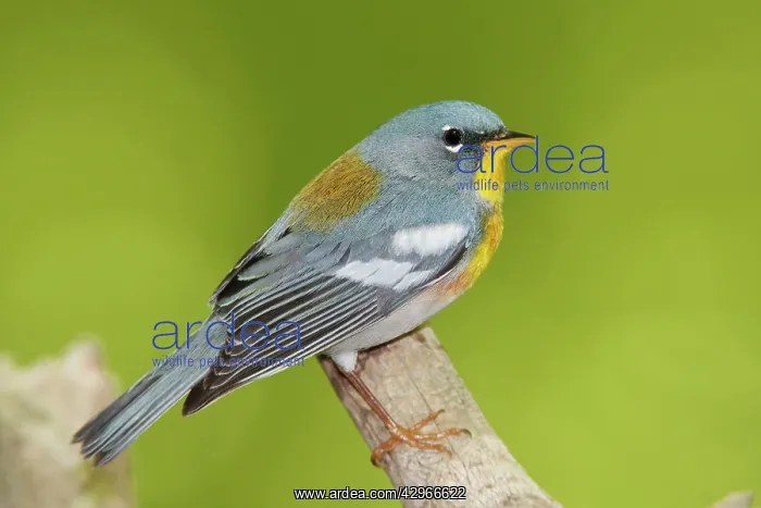 : Northern Parula male on territory : Northern Parula male on territory