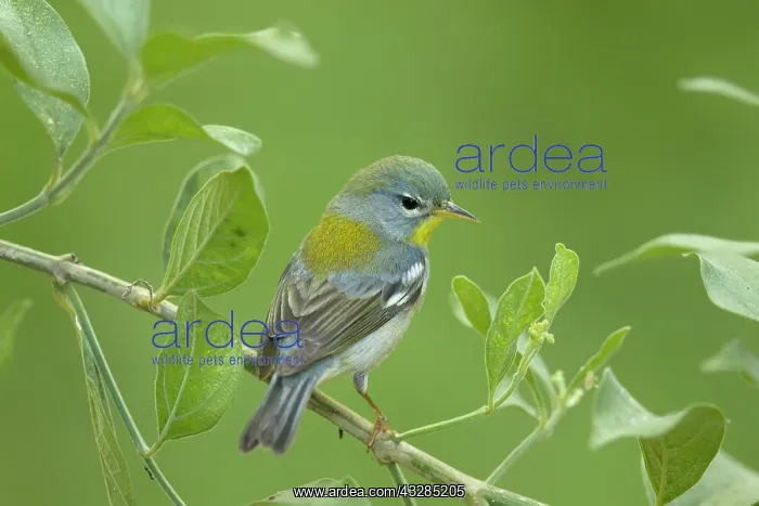 : Northern Parula - on migration : Northern Parula - on migration