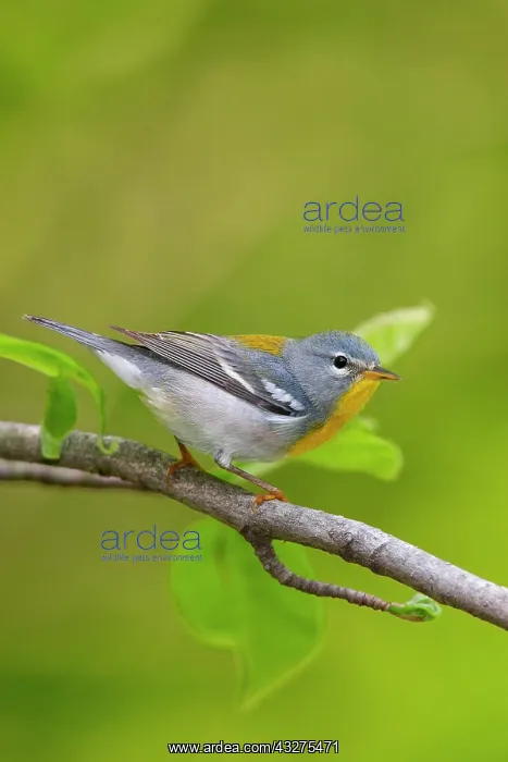 : Northern Parula, Parula americana. Adult female in spring. C : Northern Parula, Parula americana. Adult female in spring. C