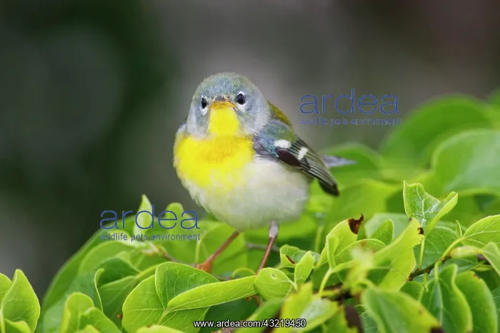 : Northern Parula (Parula americana) female : Northern Parula (Parula americana) female