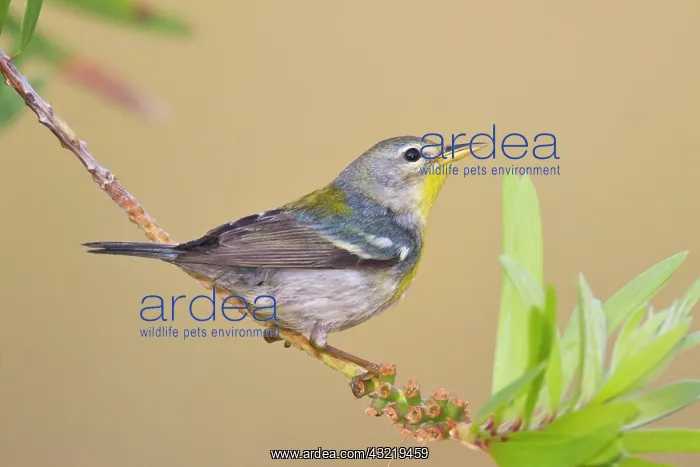  : Northern Parula (Parula americana) female