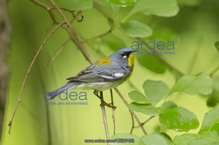 : Northern Parula - Parula americana - Male perched : Northern Parula - Parula americana - Male perched