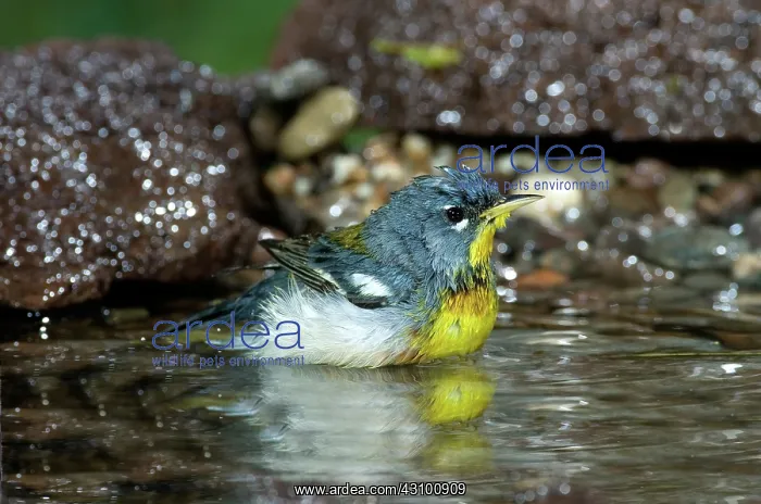 : Northern Parula (Parula americana) soaking : Northern Parula (Parula americana) soaking