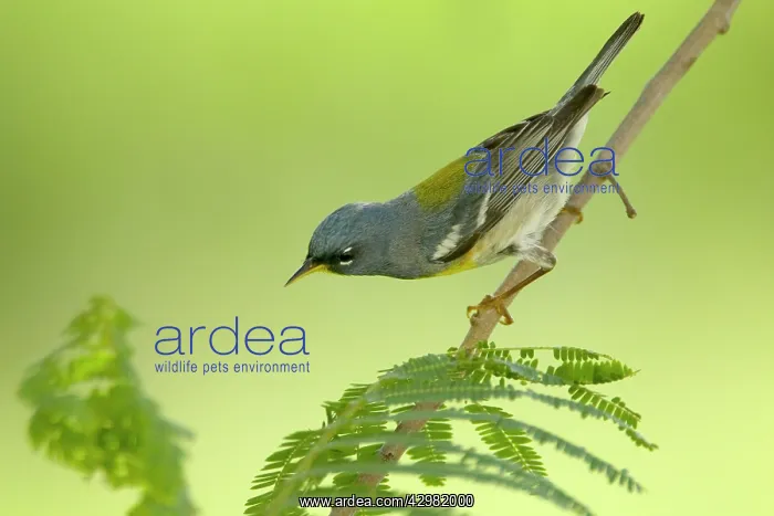 : Northern Parula / Parula Warbler : Northern Parula / Parula Warbler