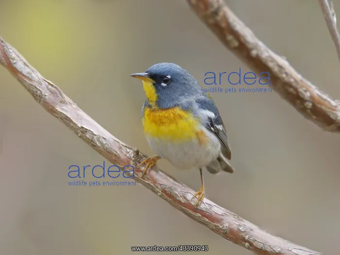  : Northern Parula Setophaga americana Magee Marsh