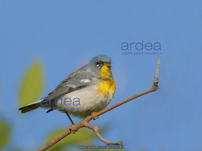  : Northern Parula Setophaga americana Magee Marsh