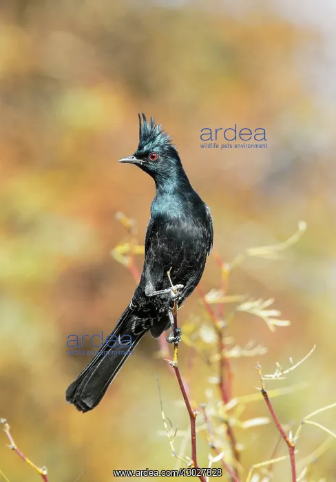 : Northern Phainopepla : Northern Phainopepla