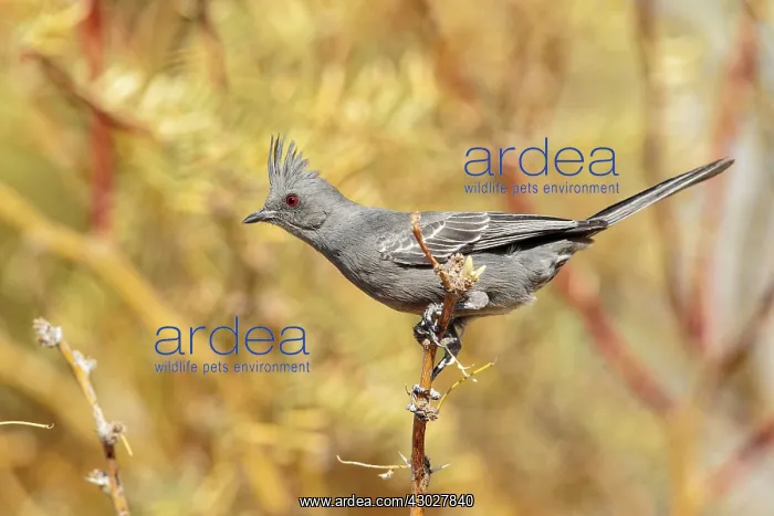 : Northern Phainopepla : Northern Phainopepla